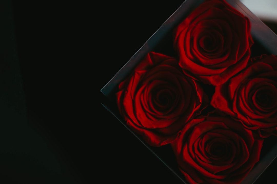 a close up of a box of red roses
