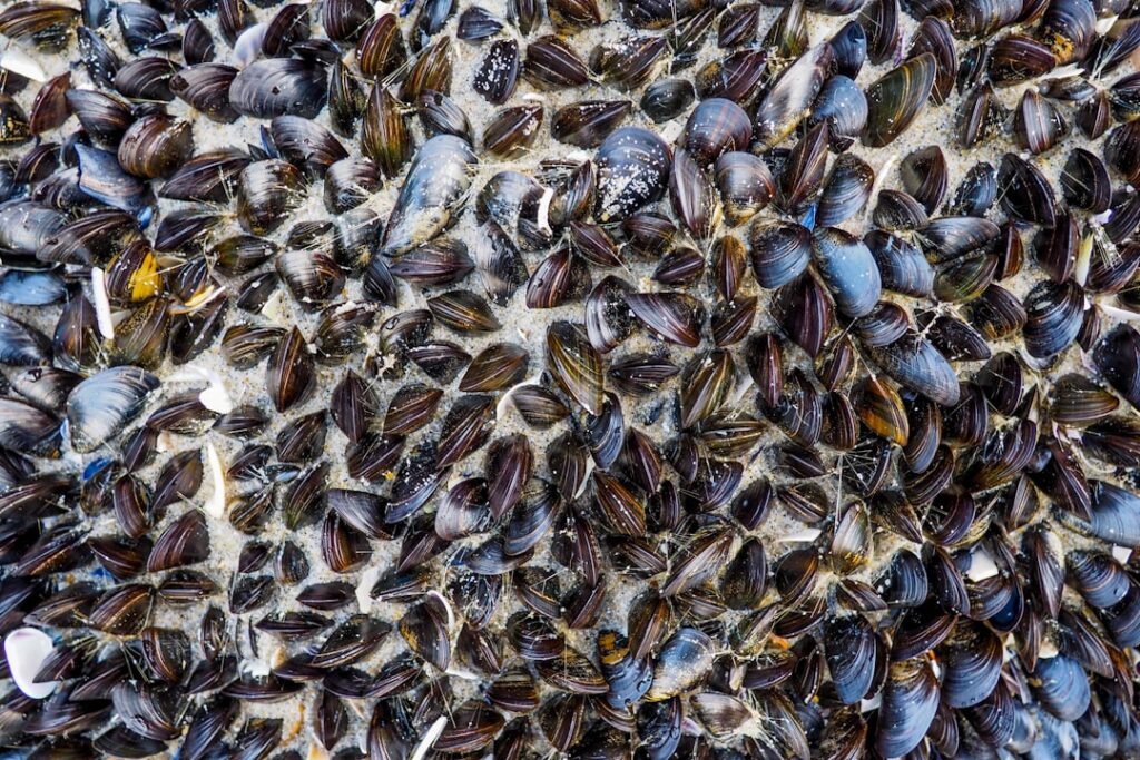 mussels in sand during daytime