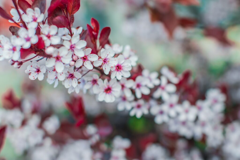 selective focus photography of white-and-pink petaled flowers