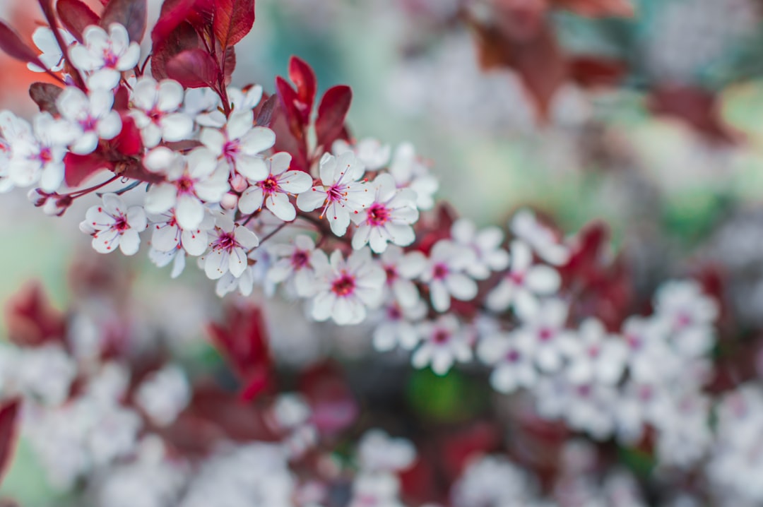 selective focus photography of white-and-pink petaled flowers