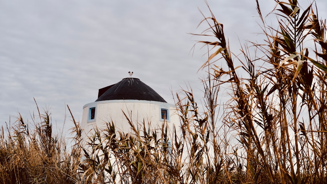 A white windmill towers behind tall, dry grasses.