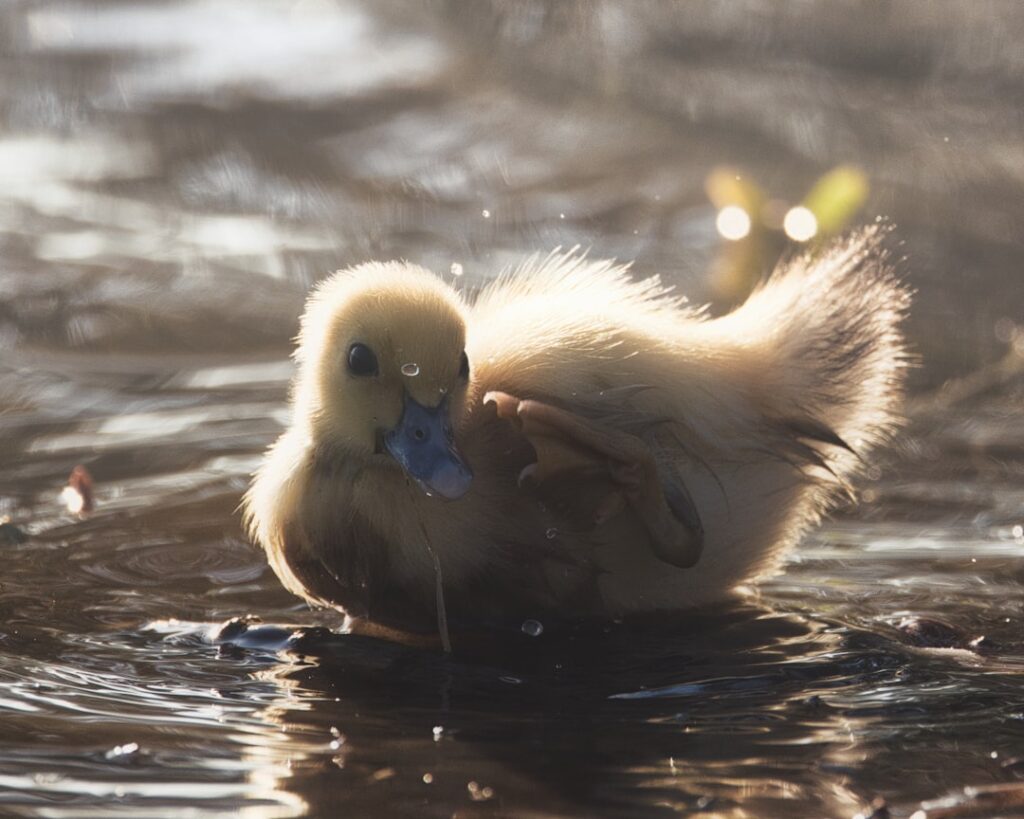 a duckling is swimming in the water