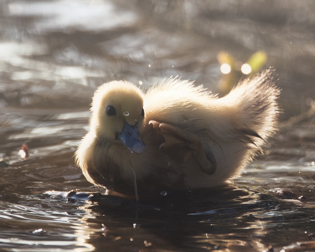 a duckling is swimming in the water